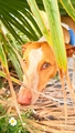 GREICY Image 1